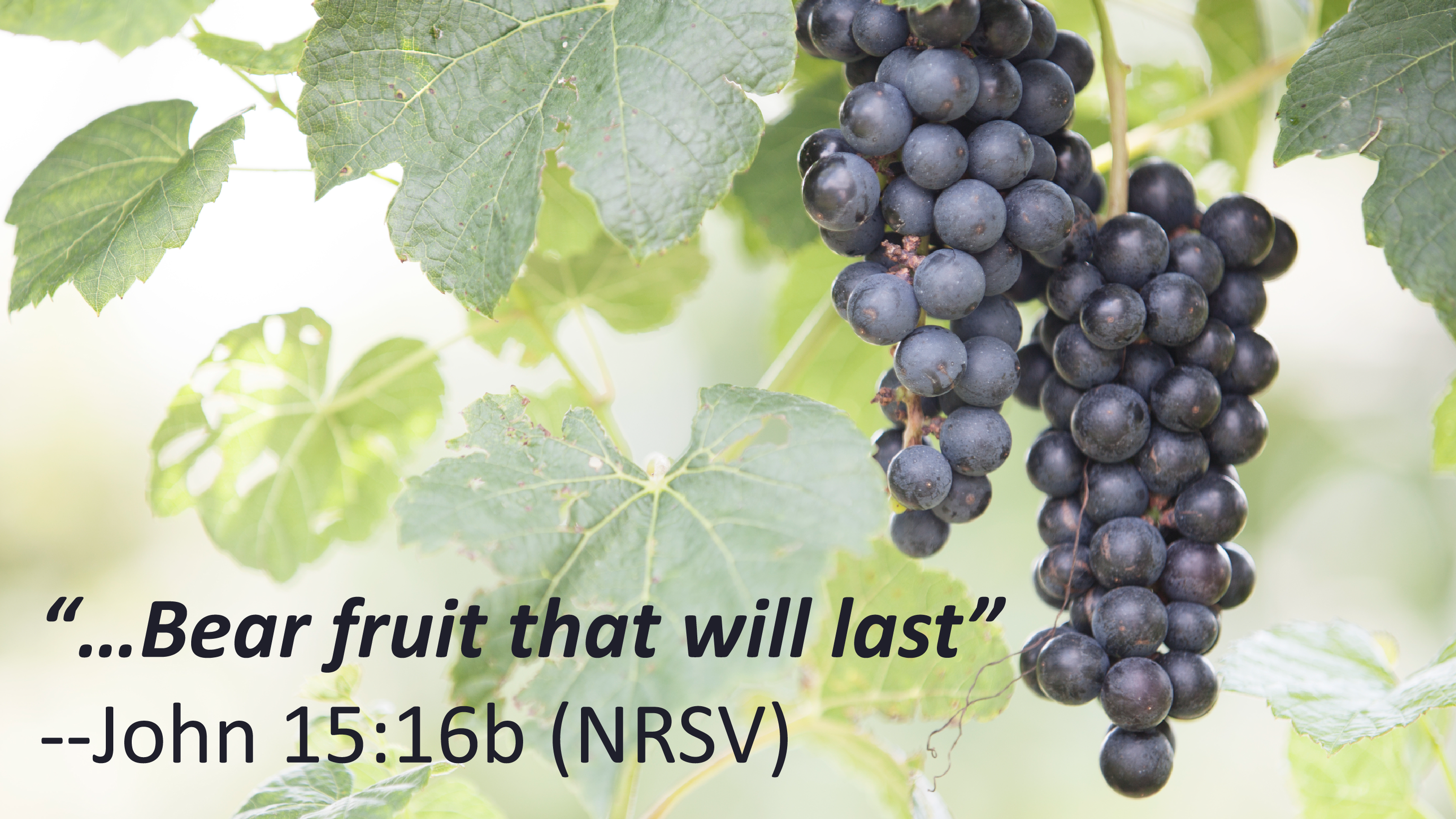 Featured image for “EPA honors churches, leaders for the fruit they bear”